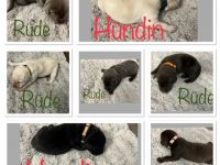 Unsere Lotty hat am 01.09.2022 8 reinrassige Welpen der