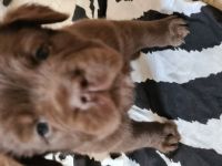 Es sind noch 3 von 4 Welpen die ein liebevolles zu