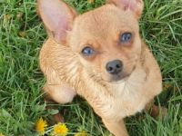 Hallo mein Name ist Teddy ich bin 1 jahr und 2 Monate