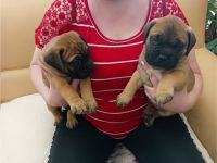 Am 09.07.2022 erblickten unsere 2 Welpen das Licht der