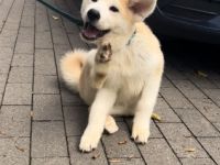 Balu (rot) und Hatchi (Türkis) sind am 29.4.22 zur Welt