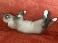 Unsere Heilige Birma / Siam Edel Mix Blue Point Katze