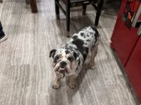 Tinka, Wir verkaufen unsere Englische Bulldogge mit