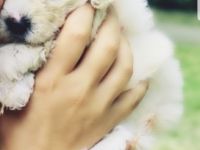 Unsere zuckersüße Maltipoo Welpen ( 1- Apricot Farbe