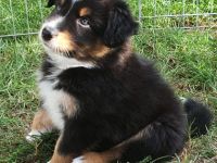 Wir sind eine kleine aber sehr feine Hobbyzucht, die