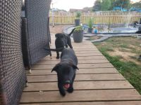 Wir zwei zuckersüßen Hündinnen suchen noch ein