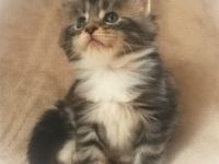 Typvolles Main Coon Mädchen mit Stammbaum in der Farbe