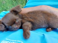 Hallo ihr lieben.Wir sind eine kleine, saubere, seriöse