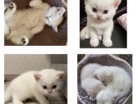 Unsere Katze (reinrassig BLH) hat am 6.07.22 drei