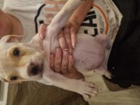 Unsere Hündin hat am 25.07.2022 12 gesunde Welpen zur