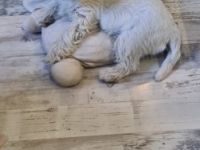 Wir sind in FCI VDH KfT.Zwei Rüde sind noch frei