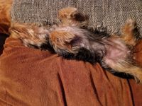 Wir haben eine süße Reinrassige Yorkshire Terrier Blue