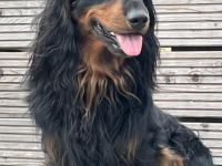 Kalle vom Lindenstein