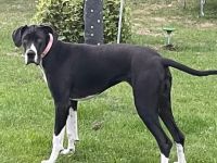 Amy, Hallo, Wir geben unsere kinderliebe Dogge ab. Sie