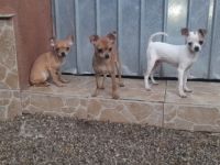 Chihuahua reinrassigen verkaufe junge und mädchen Vom