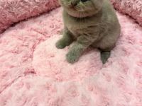 Am 12.8.22 sind 4 kleine Katzen davon 3 Jungs und 1