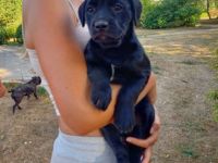 Mischlingshunde aus Familienaufzucht in gute Hände zu