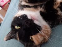 Schicki ist eine super süße Haus Katze. Sie geht bei