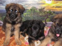 Wir haben am 22.06.22 einen erster Wurf bekommen. 3