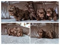 Die Welpen wurden am 11.august 2022 geboren, sie