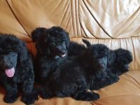 Schwarze Mini Pudelwelpen Sie haben veimpft, gechipt