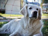 * Wurferwartung Ende September / Anfang Oktober 2022