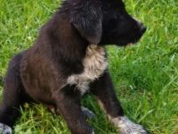 Hallo unsere Labrador Hündin hat 7 Welpen zur Welt