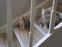 Hallo erst einmal , Ich freue mich das Sie sich für