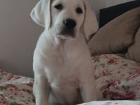 Wir züchten seit über 20 Jahren Labradore. Daher können