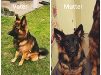 Wir sind eine Familie mit 2 Kindern, so dass die Welpen