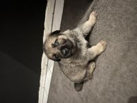 Deutscher Schäferhund, Welpen