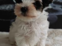 Wir sind zwei Biewer Yorkshire Terrier Rüden und suchen