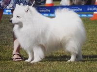 Kerngesunde, wesensfeste, reinrassige Welpen mit