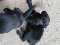 Wir haben einen schönen Wurf Labrador Welpen und geben