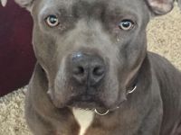 Liebe American Bully Boxer Welpen zu verkaufen Die