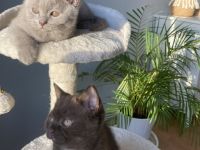 Wir haben noch 2 wunderschöne männliche British