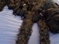 Als Kind bin ich schon mit Riesenschnauzer groß