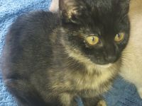 Eine kleine liebevolle schildplattdame sucht ein neues