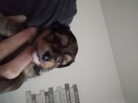 Wir sind drei zuckersüße Yorkshire Malteser Welpen und