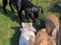 Rocky, Schwarzer Labrador-Mix Rüde 3 Jahre Kastriert 