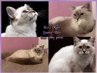 Sunny und Summer, Langjährige liebevolle HCM & PKD