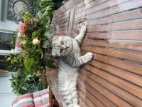 Das ist Aladdin, er ist 9 Monate alt geimpft und