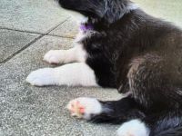 Border Collie Welpe Hündin schwarz weiß