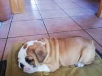 Unsere kleinen Speckhasen reine Englische Bulldoggen