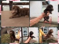 5 wunderschöne reinrassige BedlingtonTerrierRüden (2