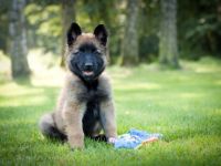 Zücherstation "Sweet Journey" bietet Tervuren-Welpen