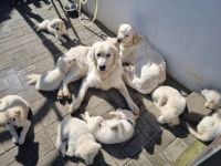 Unsere kleinen Goldie Welpen suchen zum 15.10.2022 ein