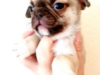 Wir haben noch 4 kleine Welpen die ab Oktober ein neues