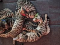 Am 10.07.2022 sind 5 wunderschöne Rassekatzenbabys zur