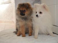 Zwei Pomeranian Zwergspitz Welpen suchen ab sofort ein